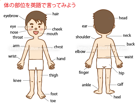 小学校英語の教材教科書イラスト