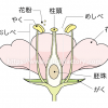 教材イラスト制作【理科教科書・実験教材】