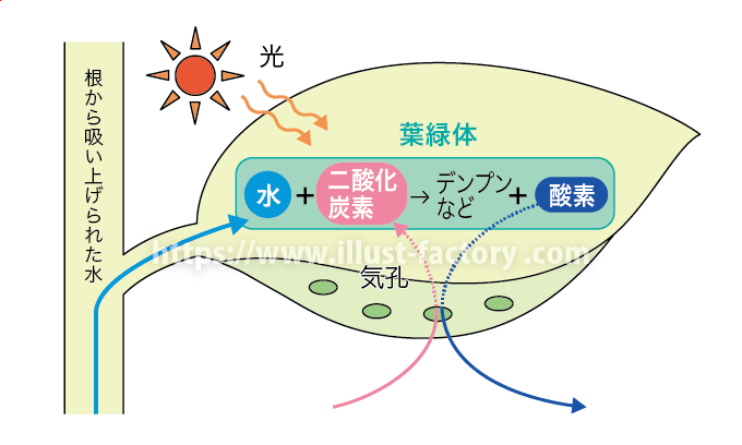 教材イラスト制作サンプル 理科 実験 イラスト制作会社アットのイラストレーターブログ