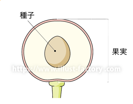 教材イラスト制作サンプル理科教科書・植物