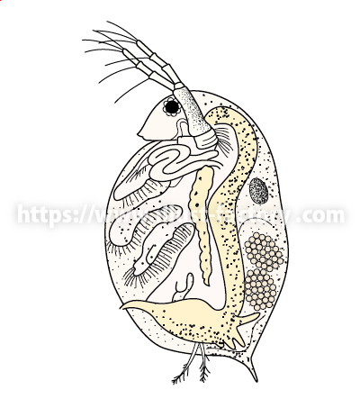 教材イラスト制作サンプル 理科 実験 イラスト制作会社アットのイラストレーターブログ