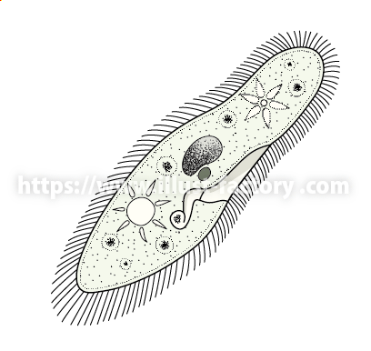 教材イラスト制作サンプル理科教科書・ゾウリムシ