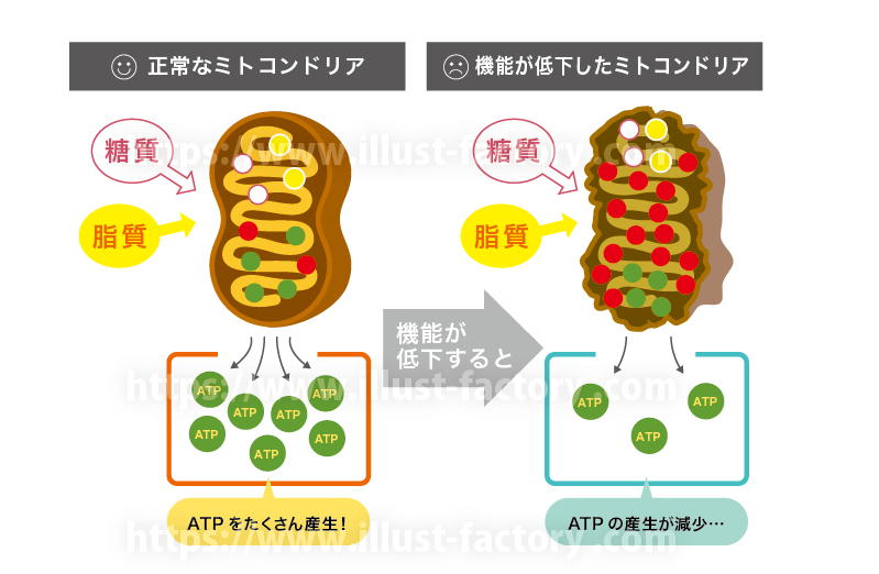 医療イラスト　ミトコンドリア　図解