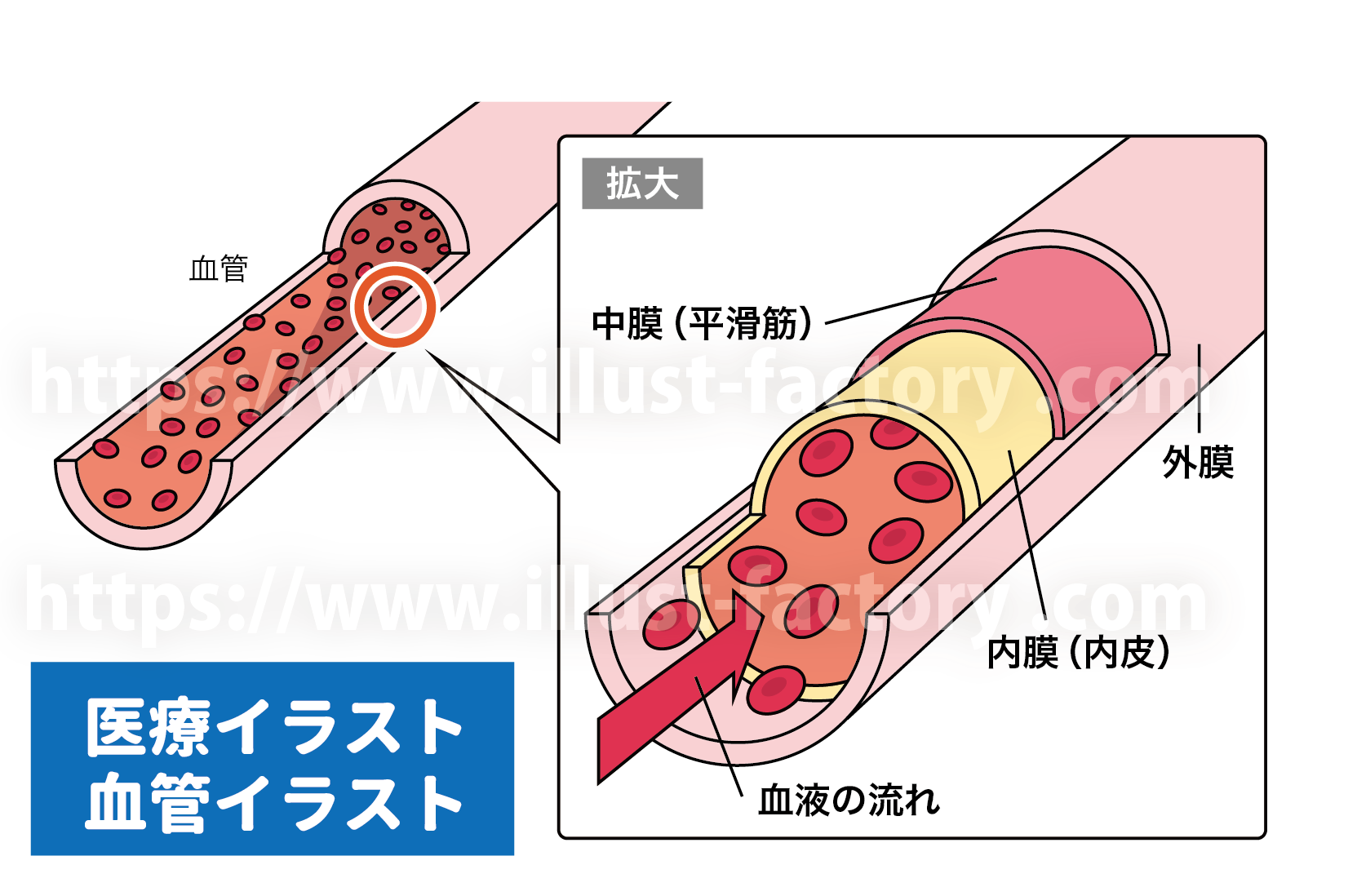 血管のイラスト/血管の断面図/イラスト制作/医療イラスト/人体イラスト/論文用図解イラスト