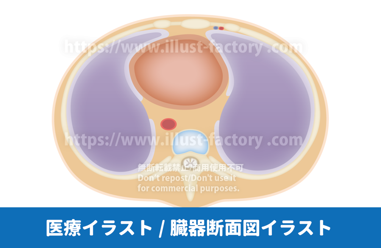 メディカルイラスト/医療イラスト/臓器断面図イラスト/論文用図解イラスト