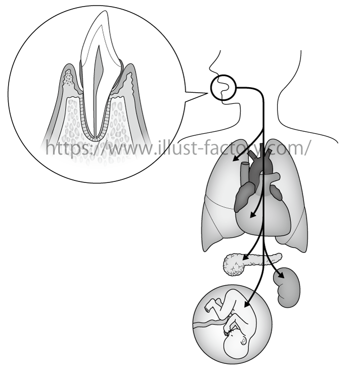 医療イラスト/図解/論文/歯のイラスト/胎児