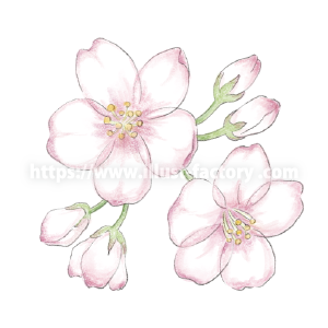 桜の水彩イラスト