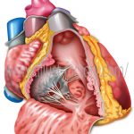 医療系心臓解剖イラスト☆手術の説明や論文などの挿絵にも最適！リアルタッチ