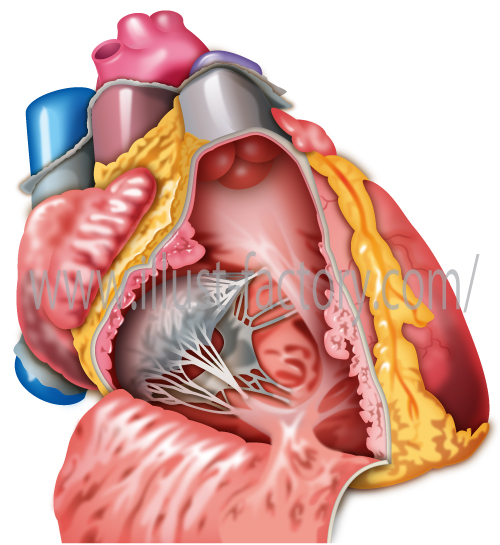 医療系心臓解剖イラスト 手術の説明や論文などの挿絵にも最適 リアルタッチ お仕事紹介 質問解決ブログ イラスト制作の株式会社アット