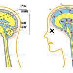 脳の断面★図解イラスト★
