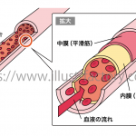 医療系イラスト★シンプルなべた塗り線画タッチ★血管イラスト