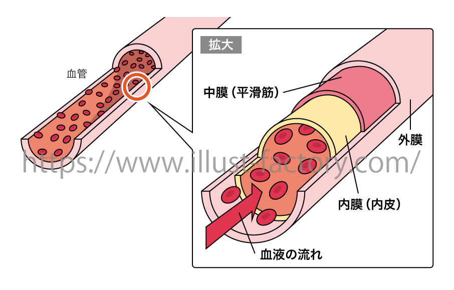 医療系イラスト シンプルなべた塗り線画タッチ 血管イラスト お仕事紹介 質問解決ブログ イラスト制作の株式会社アット