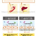 医療系のイラスト制作★人体・内蔵・細胞・肌断面図