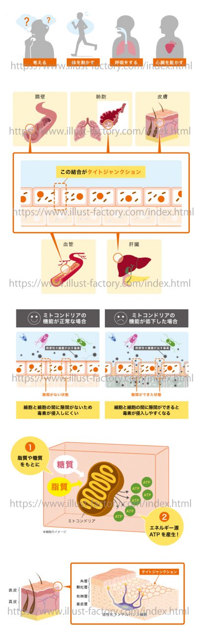 医療系のイラスト制作 人体 内蔵 細胞 肌断面図 お仕事紹介 質問解決ブログ イラスト制作の株式会社アット