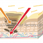 肌の断面図イラスト★化粧品・コスメ関係イラスト