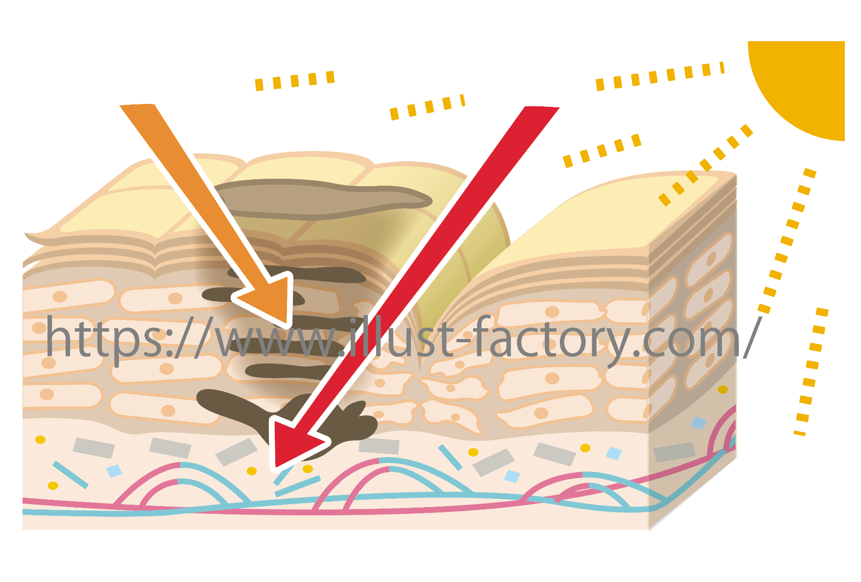 肌の断面図イラスト 化粧品 コスメ関係イラスト お仕事紹介 質問解決ブログ イラスト制作の株式会社アット