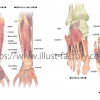 医療関係の人体イラスト★手と足の、骨と筋肉の付き方などの説明