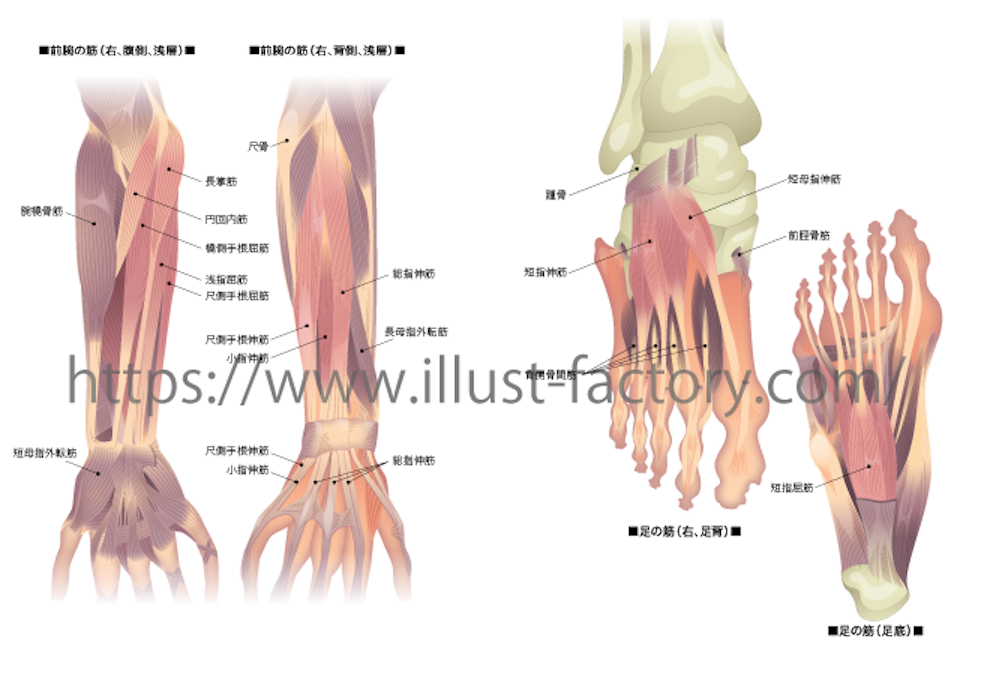 医療関係の人体イラスト 手と足の 骨と筋肉の付き方などの説明 お仕事紹介 質問解決ブログ イラスト制作の株式会社アット