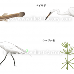 リアルで写実的な動物や昆虫などの生き物のイラスト制作