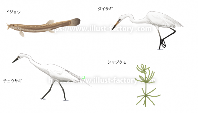 リアルで写実的な動物や昆虫などの生き物のイラスト制作