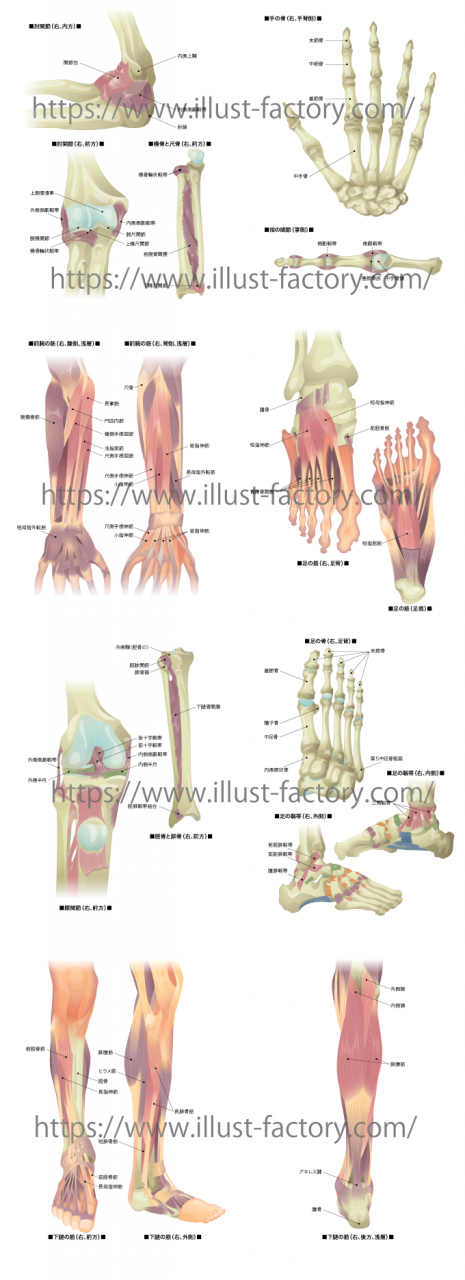 医療関係の人体イラスト 手と足の 骨と筋肉の付き方などの説明 お仕事紹介 質問解決ブログ イラスト制作の株式会社アット