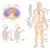 半リアルタッチの医療系人体イラスト　H222