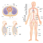 半リアルタッチの医療系人体イラスト　H222