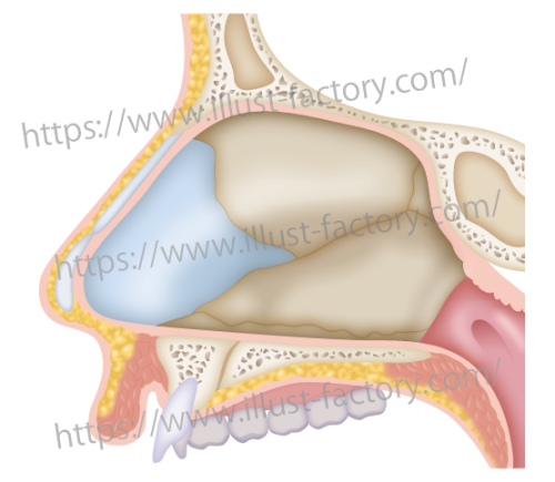 鼻の断面医療イラストH227-1