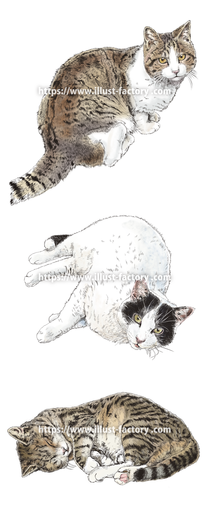 H128-02 リアルペン画風タッチの猫のイラスト カラー