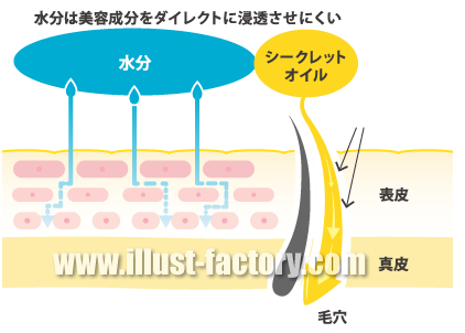 美容成分説明 皮膚断面図イラスト制作 H48 イラスト工房