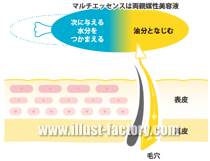 美容成分説明 皮膚断面図イラスト制作 H48 イラスト工房