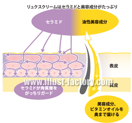 美容成分説明 皮膚断面図イラスト制作 H48 イラスト工房