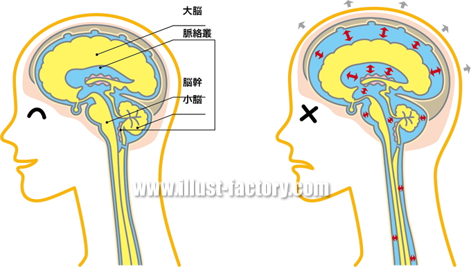 人間の脳の図解イラスト制作 H52 イラスト工房