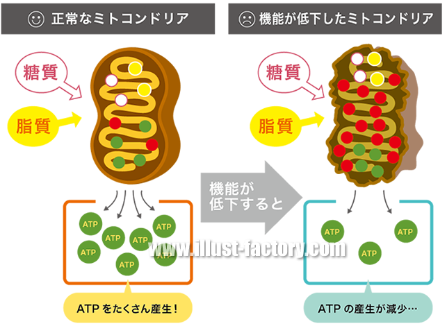 シンプルタッチ 医療向けイラスト 図解制作 H61 イラスト工房