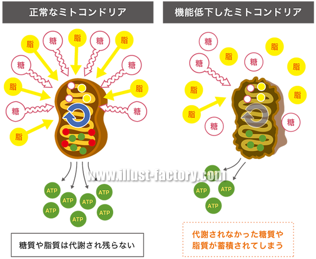 シンプルタッチ 医療向けイラスト 図解制作 H61 イラスト工房