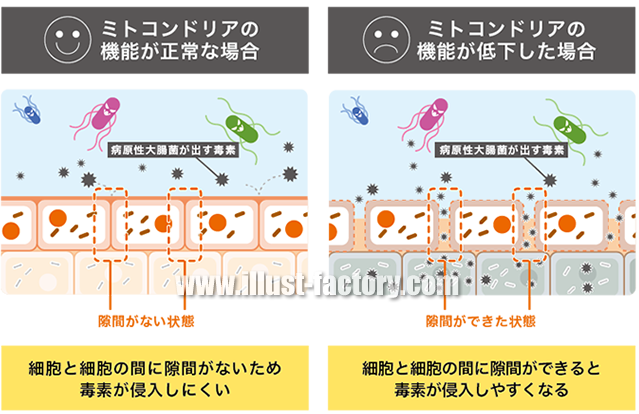 シンプルタッチ 医療向けイラスト 図解制作 H61 イラスト工房