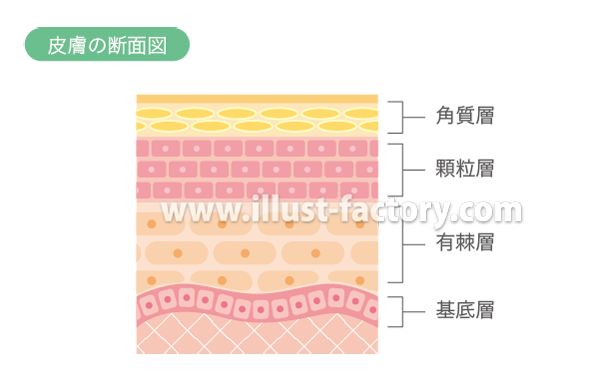 シンプルタッチ 肌や皮下組織の図解イラスト制作 H87 イラスト工房