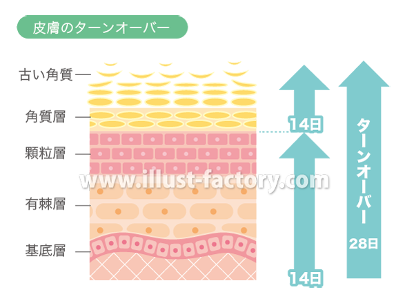 シンプルタッチ 肌や皮下組織の図解イラスト制作 H87 イラスト工房