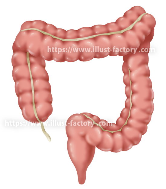 リアルタッチ脳のイラスト腸のイラスト H176 イラスト工房