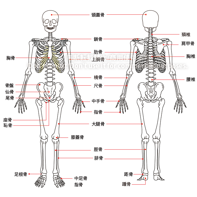 人間の人体骨格イラスト　H219