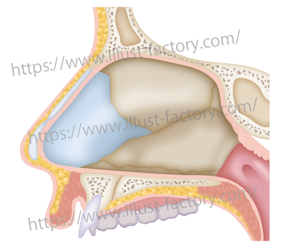 鼻の断面医療イラストH227-1