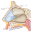 鼻腔断面イラスト医療イラスト　医学論文 Figure デザイン