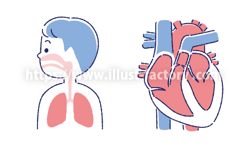 気管支と心臓 A378-7