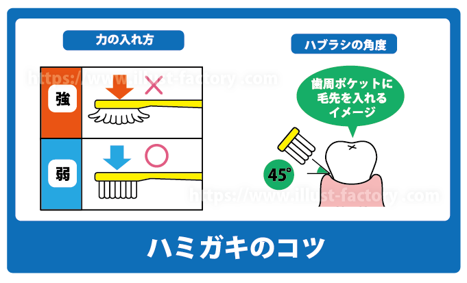 歯磨きの図解イラスト制作例 A386-3